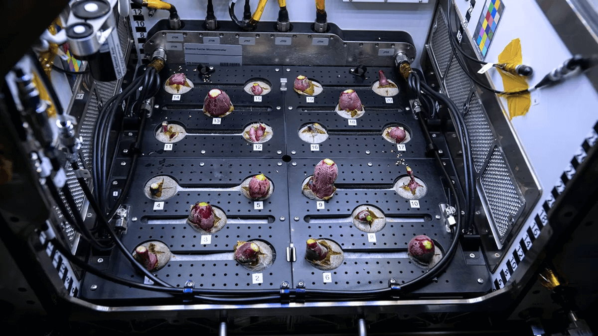 Rabanetes cultivados na ISS.