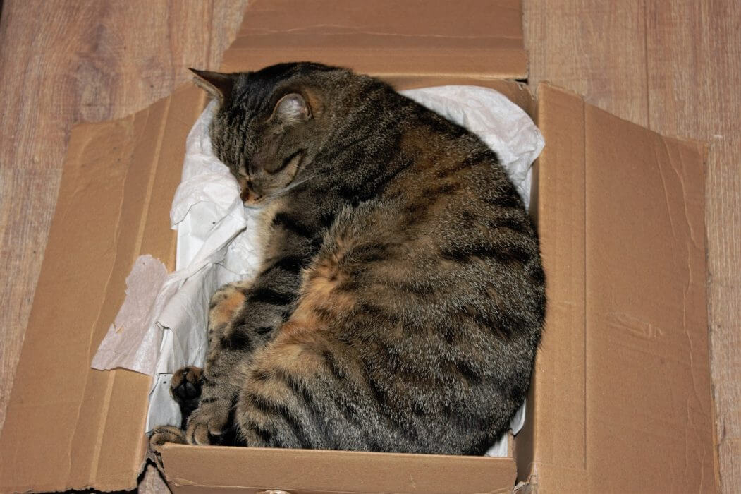 A pesquisa mostrou que gatos podem perceber contornos imaginários de quadrados.