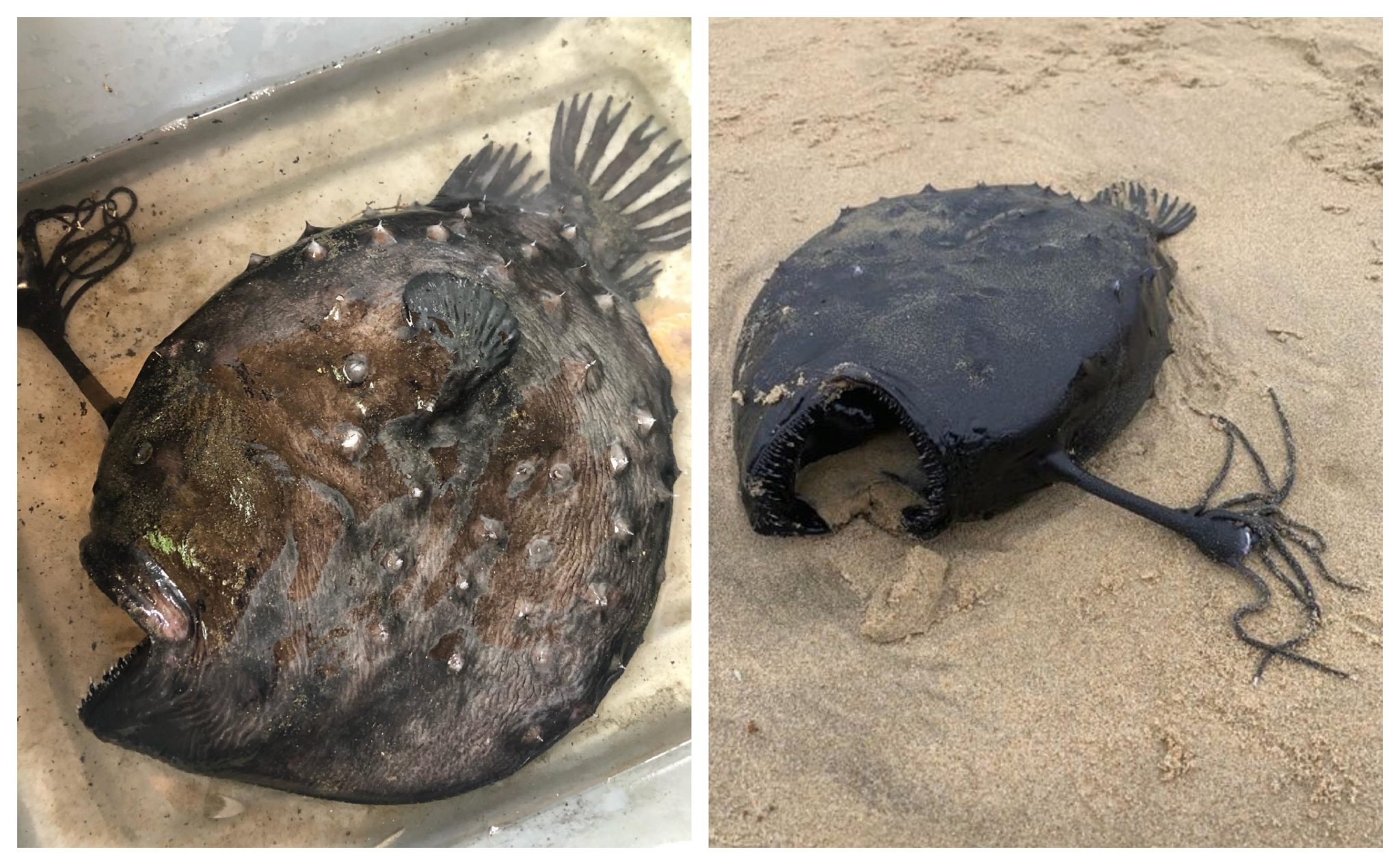 O peixe foi encontrado na Newport Beach e o espécime foi recuperado intacto.