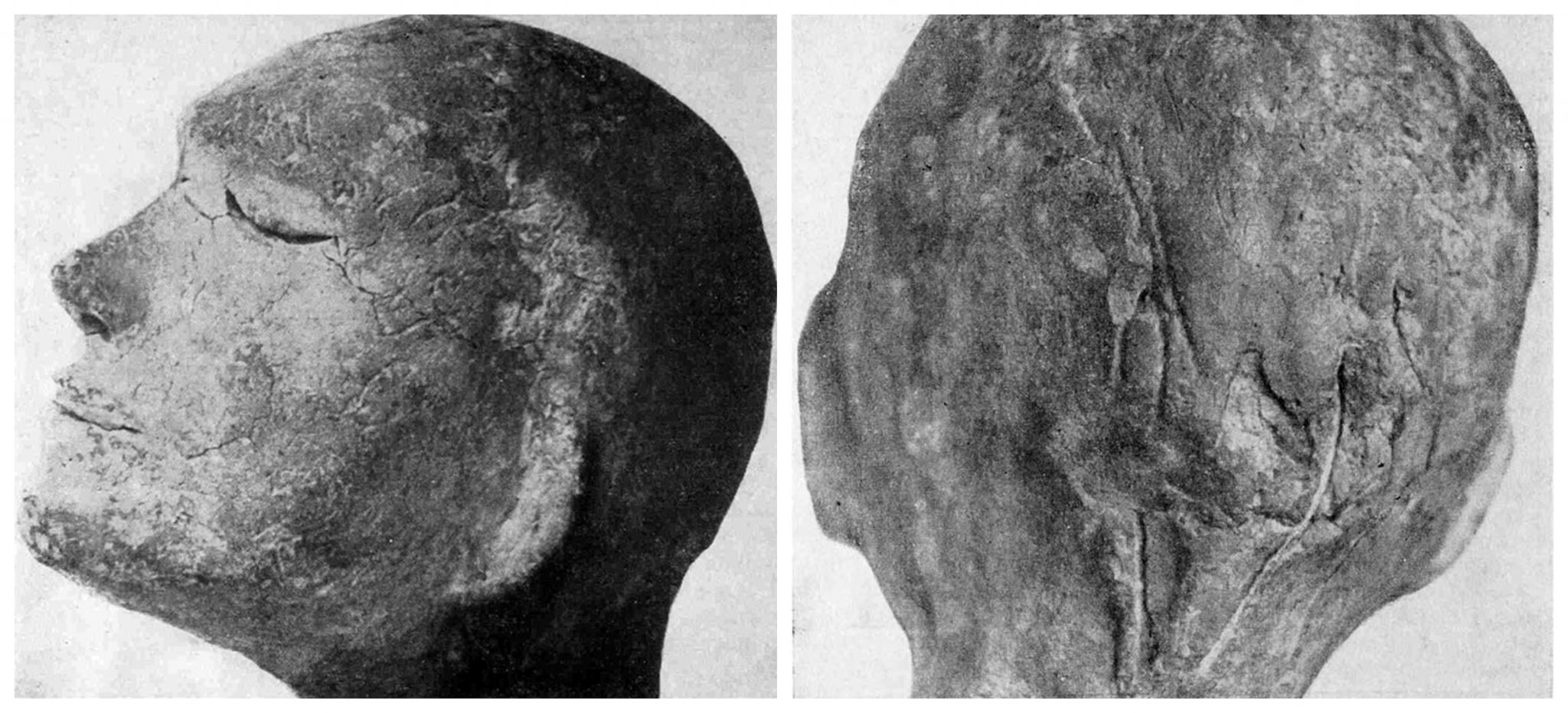 Fotos tiradas da cabeça de argila em 1968. Vestígios das cordas e galhos, que foram usados ​​para prender a cabeça ao “boneco fúnebre” são visíveis na parte de trás da cabeça.